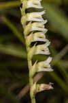 Florida lady's tresses